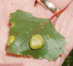 Poplar Leaf Curl thumbnail 4