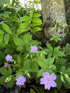 Knotted Crane's-bill thumbnail 3