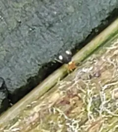 Sminthurinus quadrimaculatus thumbnail 3
