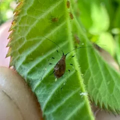 Rose Aphid thumbnail 4