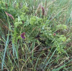 Fragrant Indigobush thumbnail 3