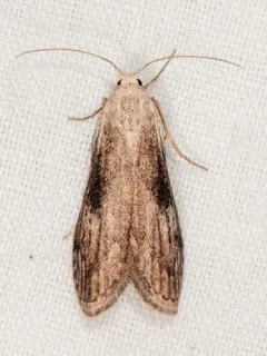 Aphomia fulminalis thumbnail 3