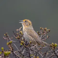 Nelson's Sparrow thumbnail 4
