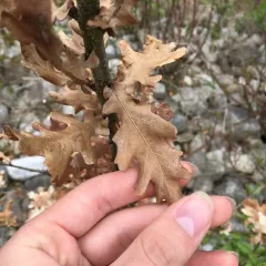 English oak thumbnail 3