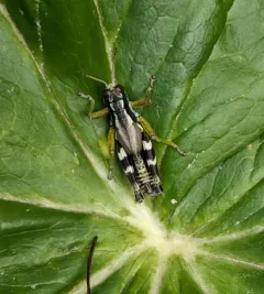Green-legged Spur-throat Grasshopper thumbnail 2