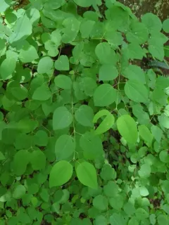katsura tree thumbnail 4