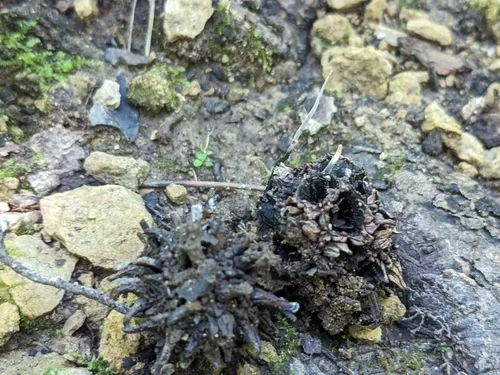 Sweetgum Xylaria