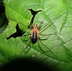 Protolophus niger thumbnail 3