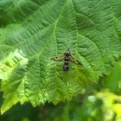 Currant Clearwing Moth thumbnail 4