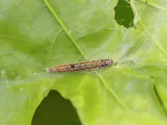 Antaeotricha osseella thumbnail 1