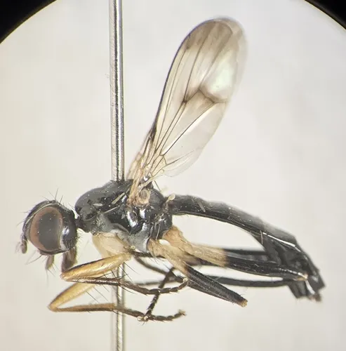 Cordilura varipes