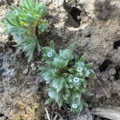 Cushion Cryptantha thumbnail 2