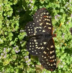 Variable Checkerspot thumbnail 3