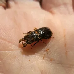 Red-rot Decay Stag Beetle thumbnail 3