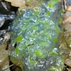 Salamander Algae thumbnail 3