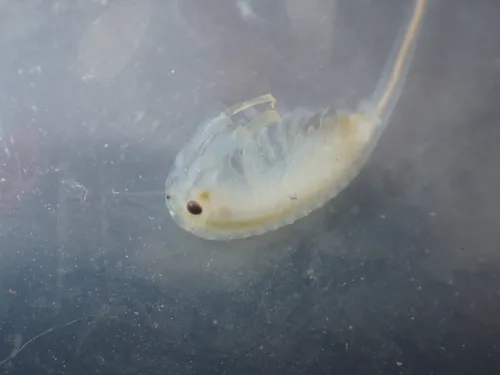 versatile fairy shrimp