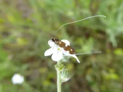 Adela flammeusella thumbnail 4