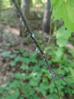 woolly maple aphid thumbnail 2