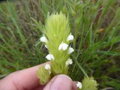 cut-leaved paintbrush thumbnail 4