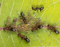 Dogwood-Milkweed Aphid thumbnail 3