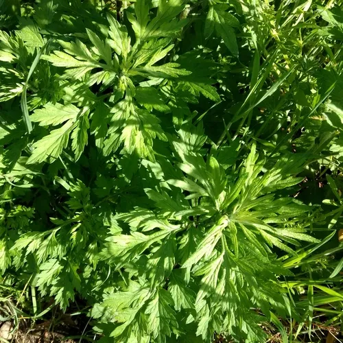 common mugwort