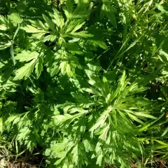 common mugwort thumbnail 1
