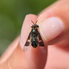 Bothersome Deer Fly thumbnail 2