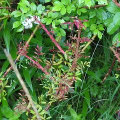 Rose rosette disease thumbnail 4