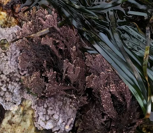 graceful coral seaweed