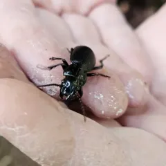 Pterostichus lama thumbnail 3
