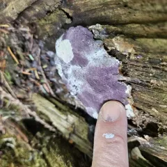 Nectriopsis violacea thumbnail 3