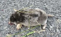 Northern Broad-footed Mole thumbnail 3
