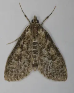 Palpita arsaltealis thumbnail 3