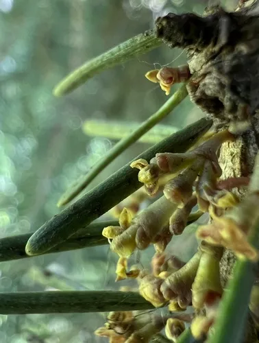 Douglas-Fir Dwarf-Mistletoe