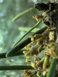 Douglas-Fir Dwarf-Mistletoe thumbnail 1