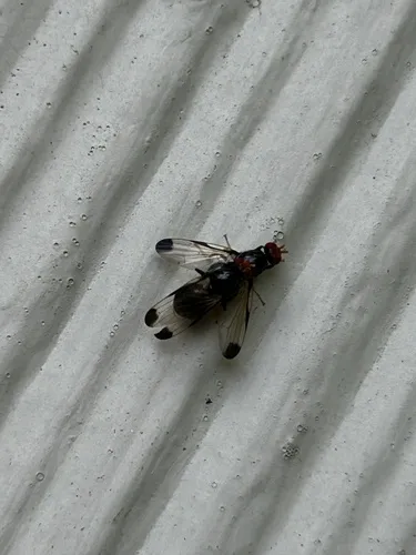 Pseudoseioptera albipes