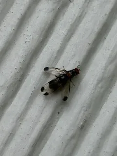 Pseudoseioptera albipes thumbnail 1