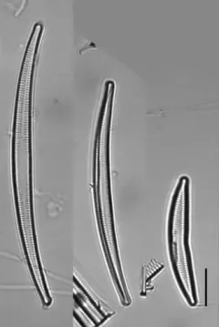 Fragilaria cyclopum thumbnail 3