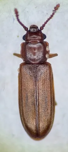 Pediacus hesperoglaber