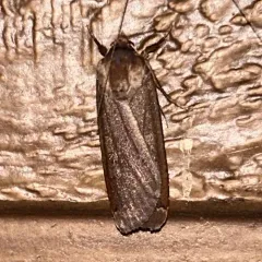 Miranda Moth thumbnail 4