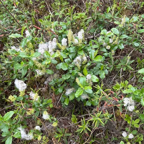 Myrtle-leaf Willow