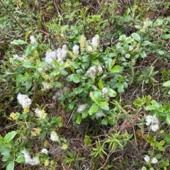 Myrtle-leaf Willow thumbnail 1