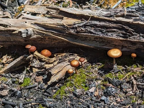 Crassisporium funariophilum