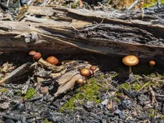 Crassisporium funariophilum thumbnail 1