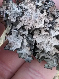 Scholander's Rag Lichen thumbnail 2