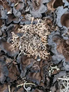 Fragile Coral Lichen thumbnail 3