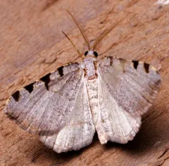 Four-spotted Granite thumbnail 2