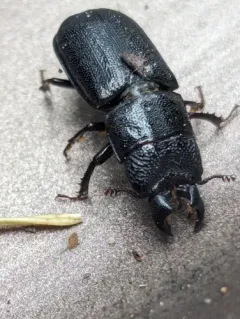Ceruchus punctatus thumbnail 4