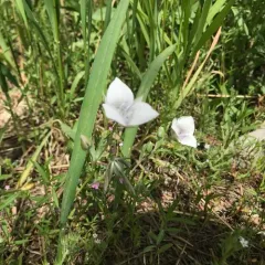 cat's ear thumbnail 3