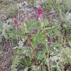 Two-grooved Milkvetch thumbnail 3